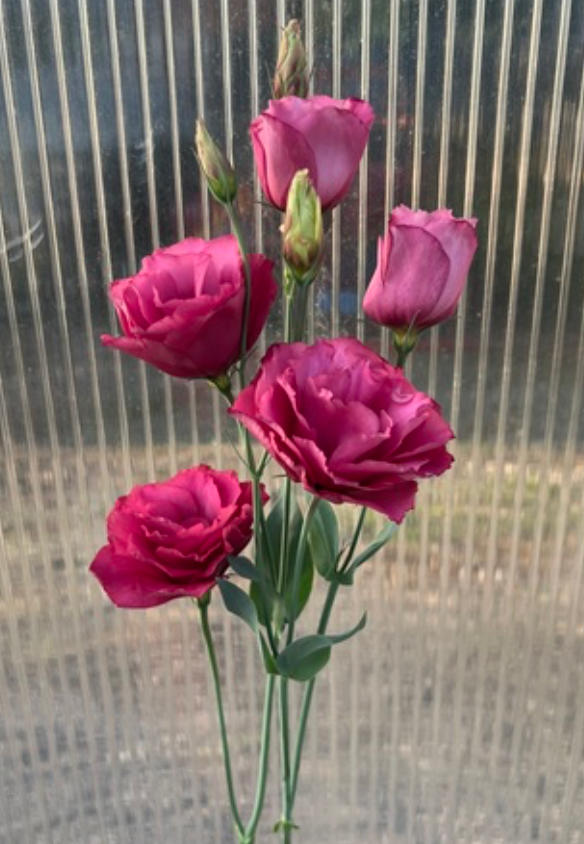 Lisianthus - Mariachi Carmine (II)