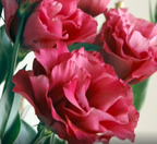 Lisianthus - Mariachi Carmine (II)