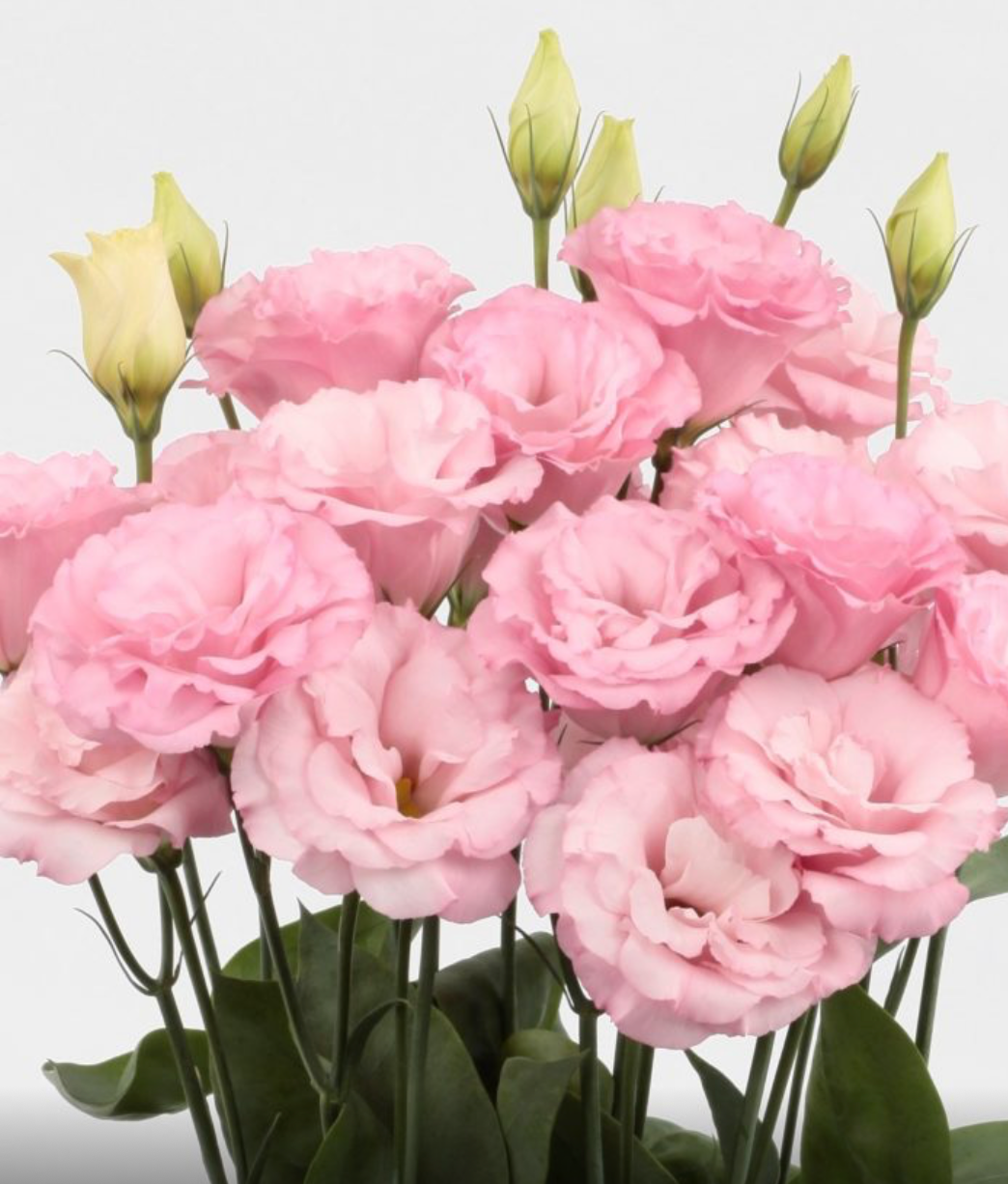 Lisianthus - Mariachi Light Pink