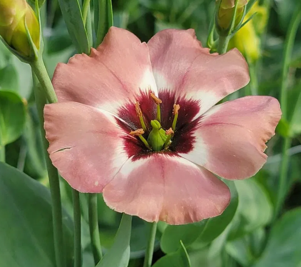 Lisianthus - Pucchino Choco III