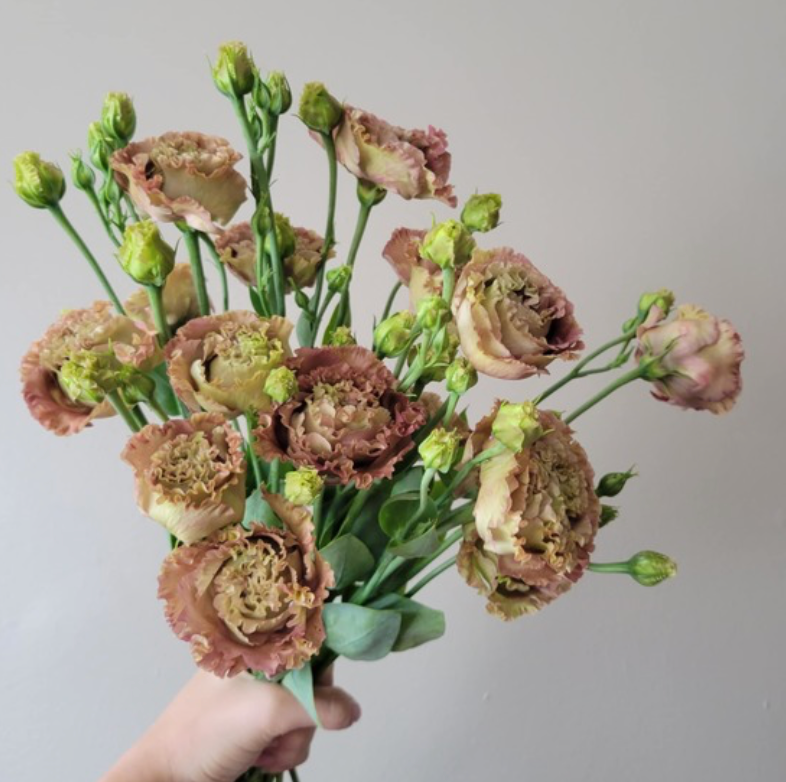 Lisianthus - Rosanne II Terracotta