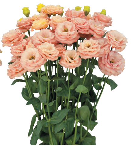 Lisianthus - Sabrina I Orange