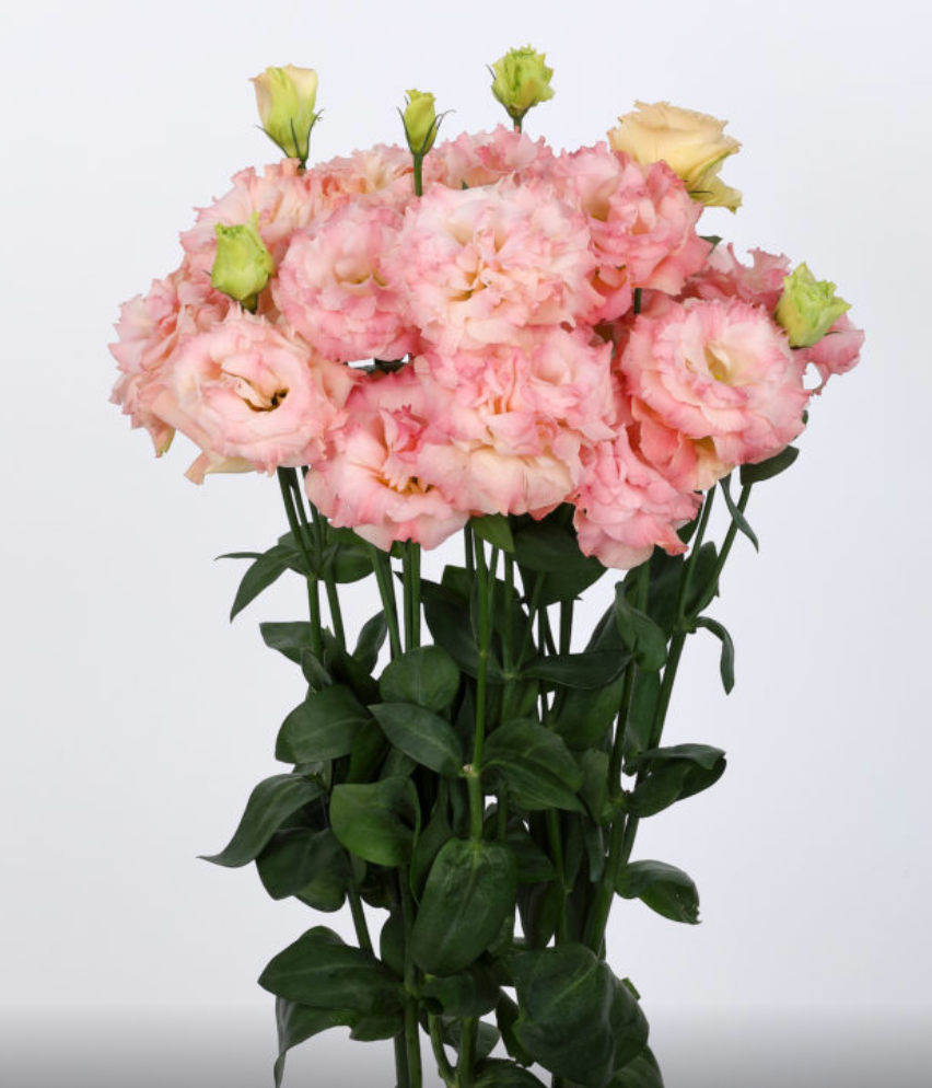 Lisianthus - Voyage III Champagne