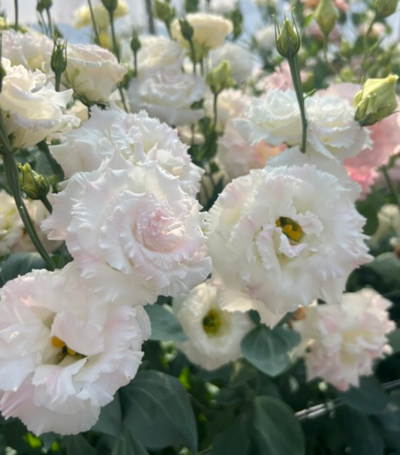 Lisianthus - Voyage II First Love