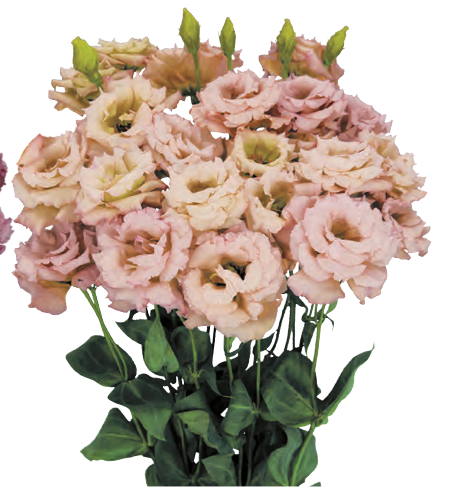 Lisianthus - Celeb I Beige Neo