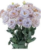 Lisianthus - Blue Chateau