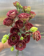 Lisianthus - Rosanne III Brown