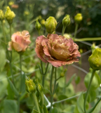 Lisianthus - Rosanne III Brown
