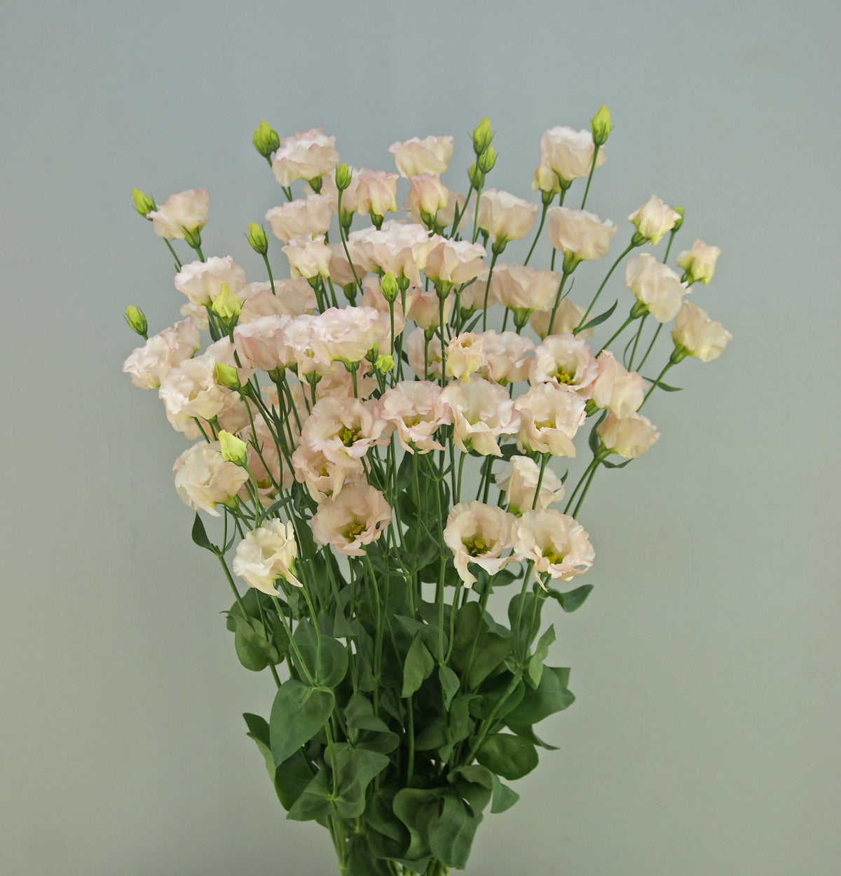Lisianthus - Feminine