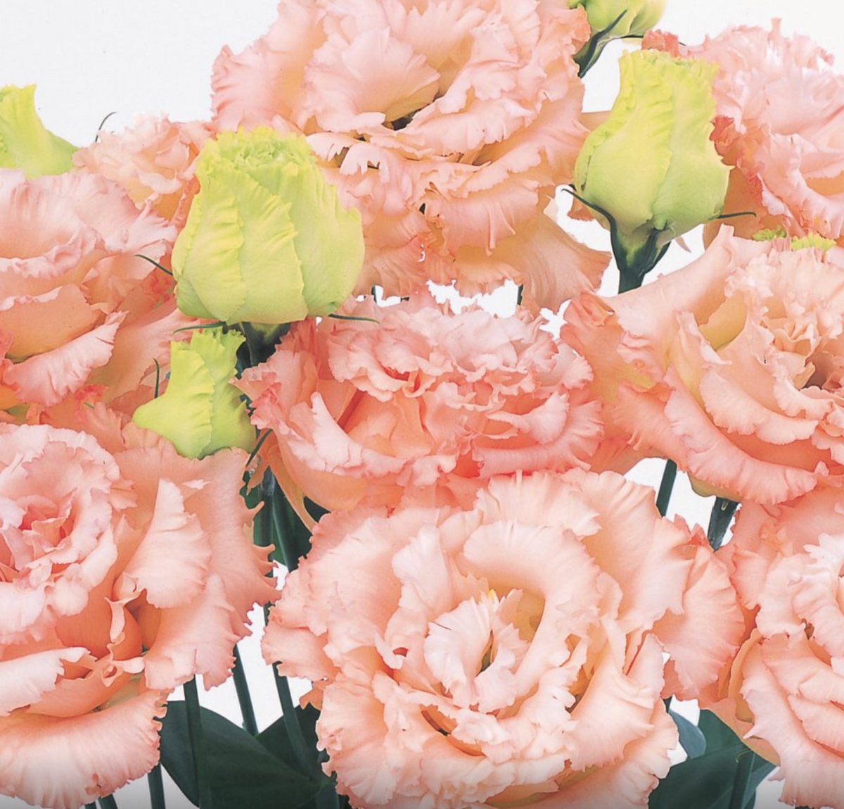 Lisianthus - Voyage II Light Apricot