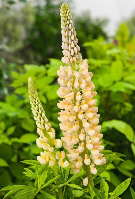 Lupin - Chandelier