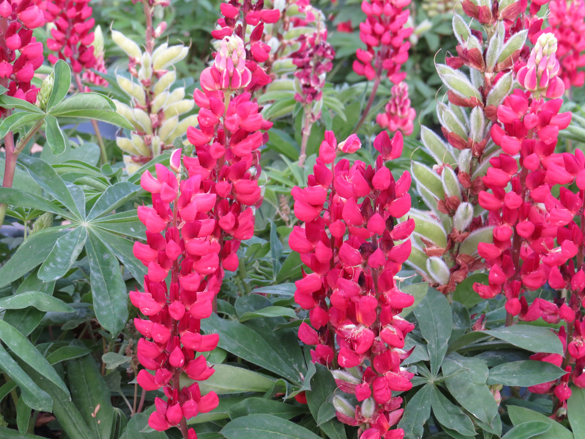 Lupine - My Castle