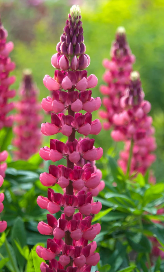 Lupine - My Castle