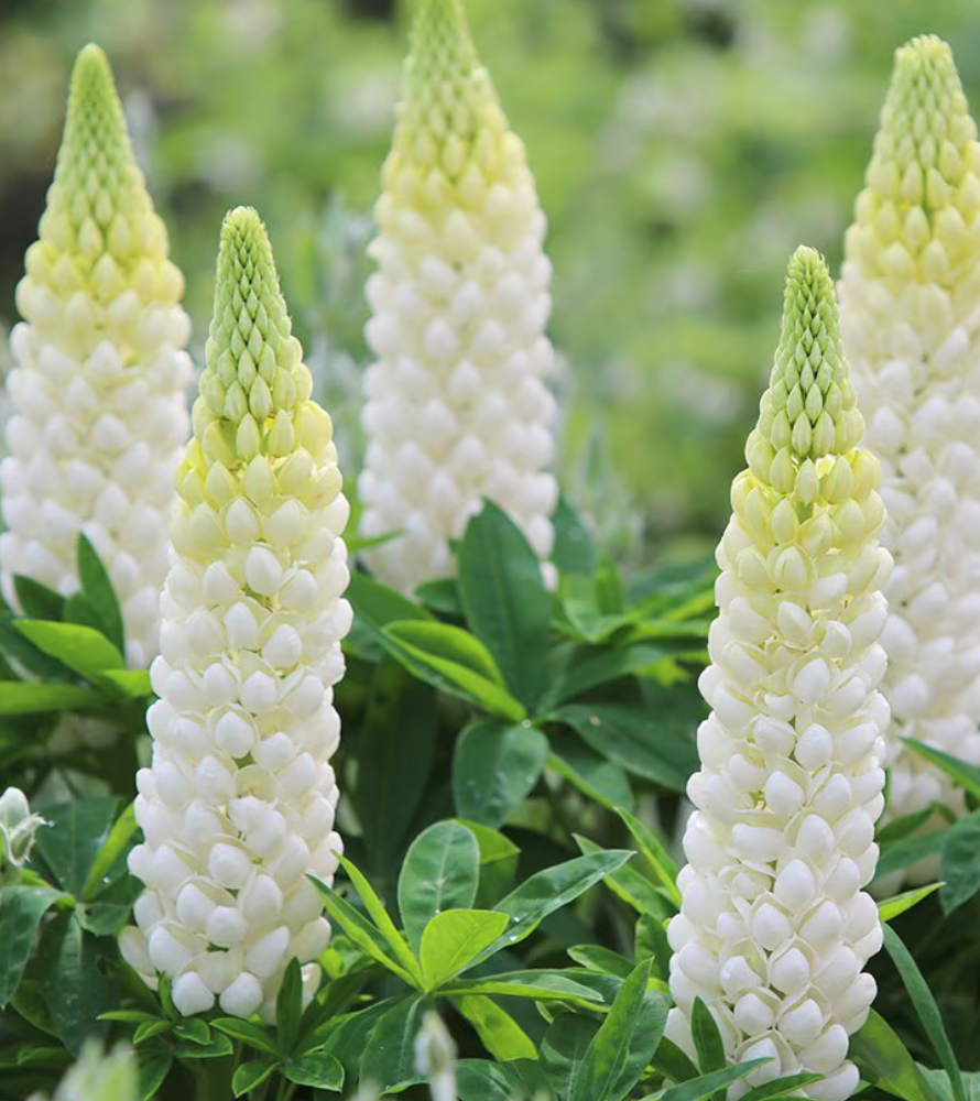 Lupine - Noble Maiden