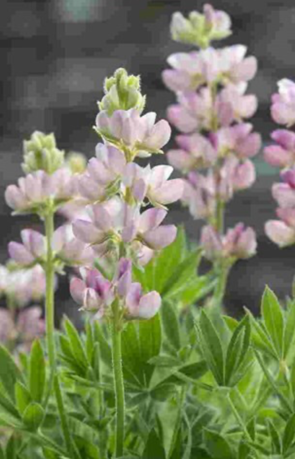 Lupine - Pink Fairy