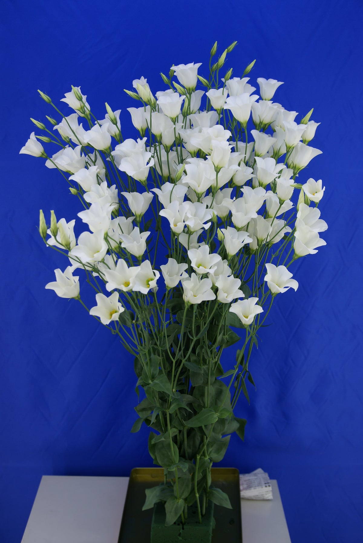 Lisianthus - Macherie White