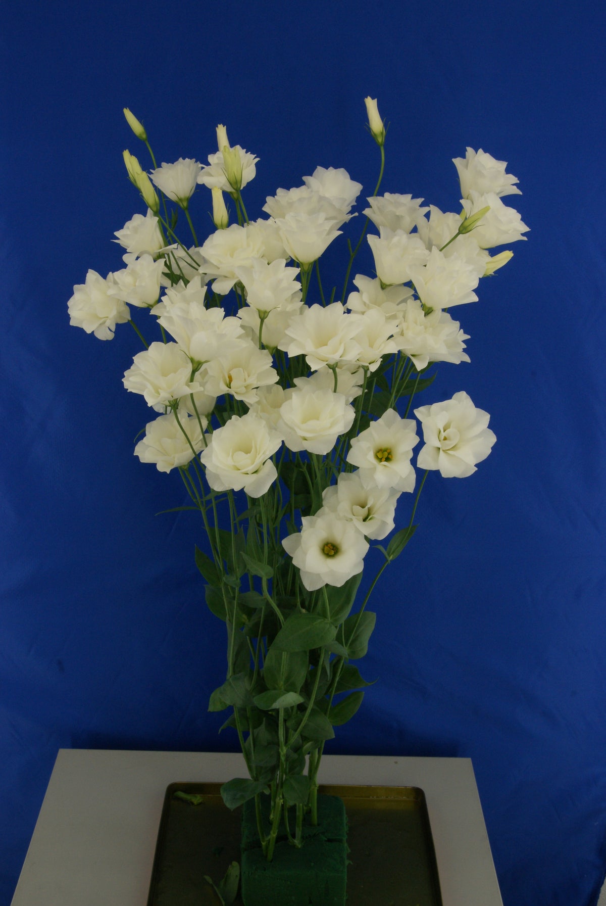 Lisianthus - Macheriena White