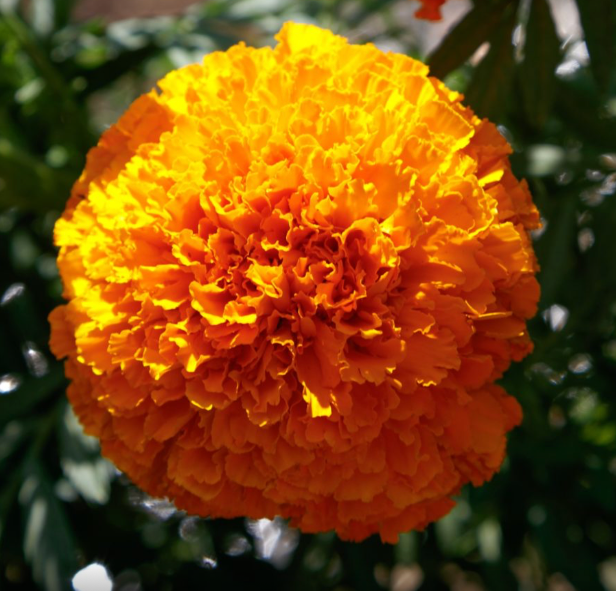 Marigold - Coco™ Deep Orange
