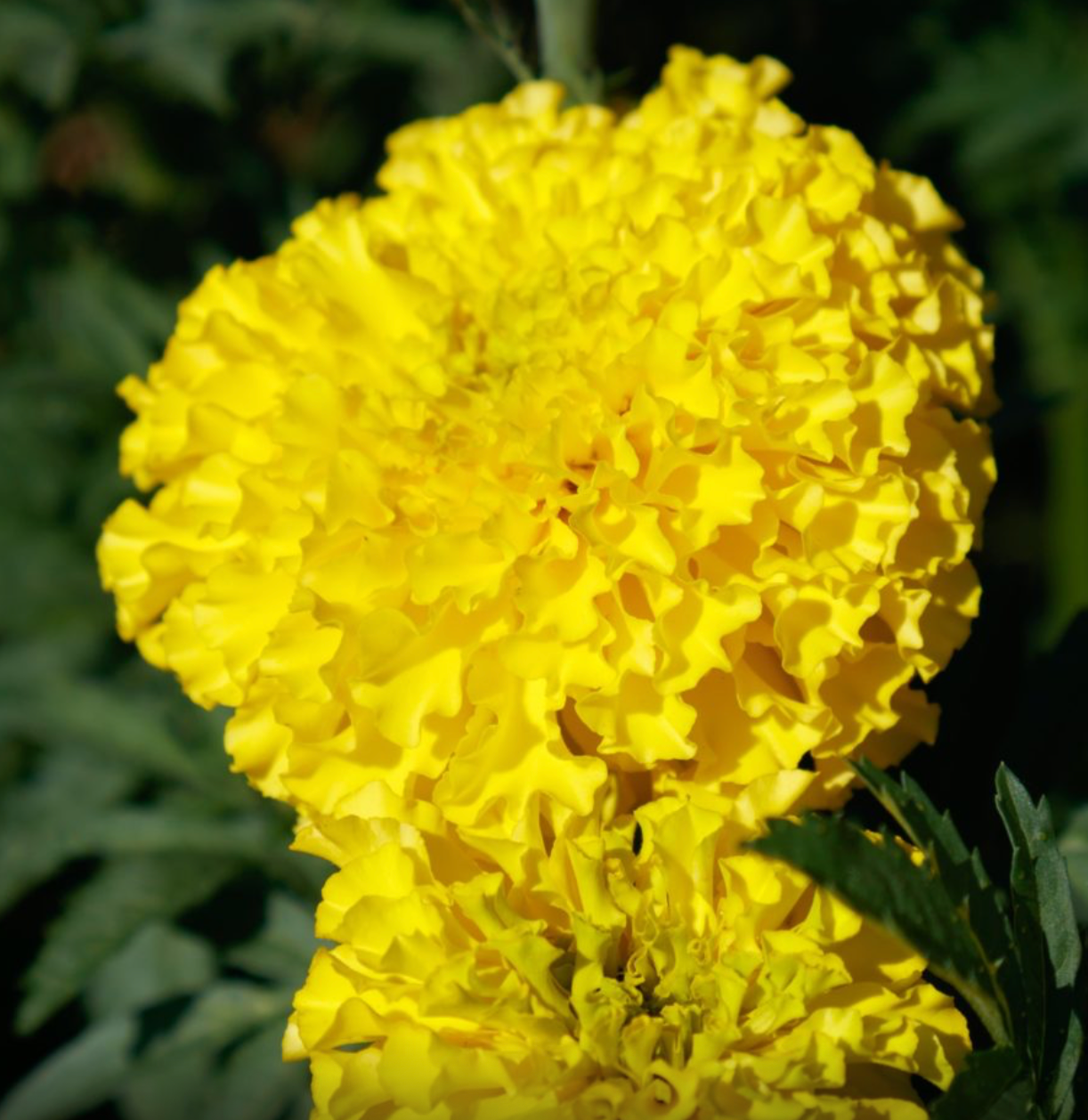Marigold - Coco™ Yellow