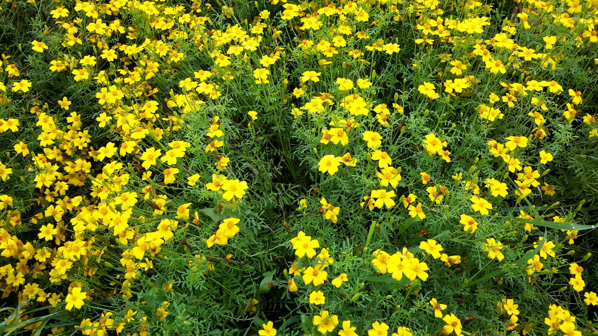 Marigold - Lemon Gem