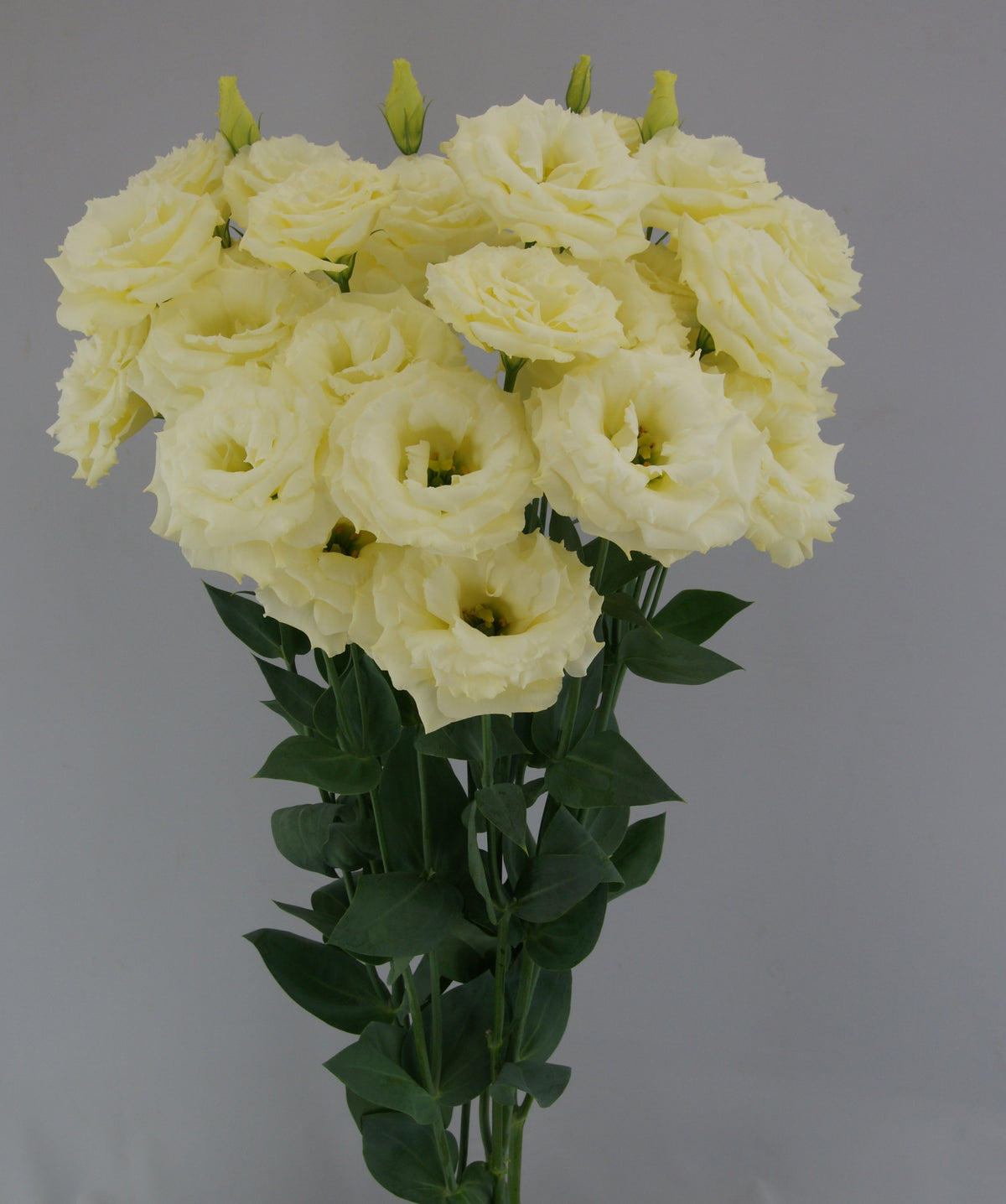 Lisianthus - Megalo Yellow