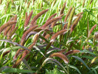 Millet - Red Jewel