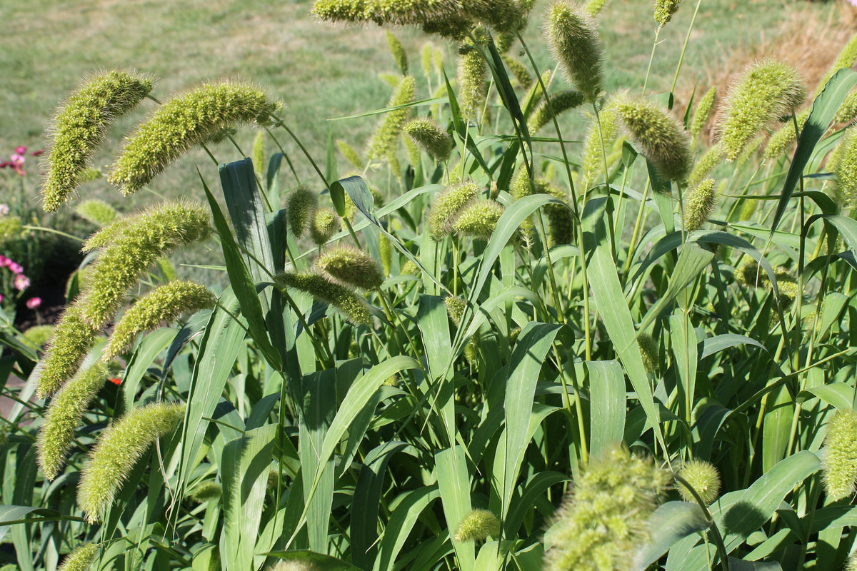 Millet - Green