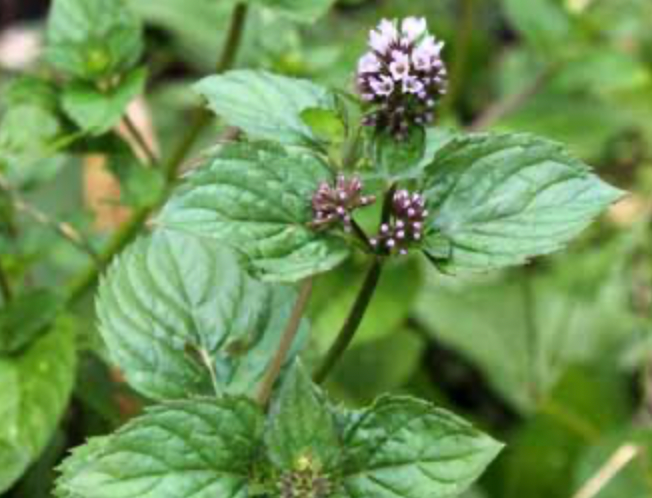Mint - Peppermint