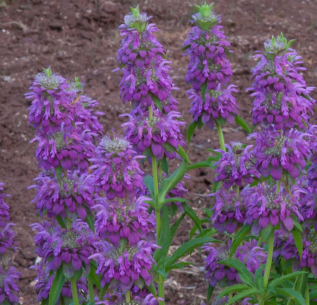 Bee Balm - Lemon