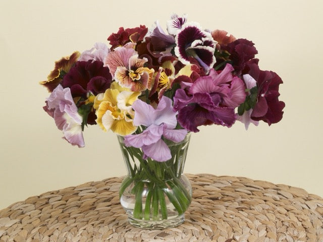 Pansy - Moulin Rouge Mix