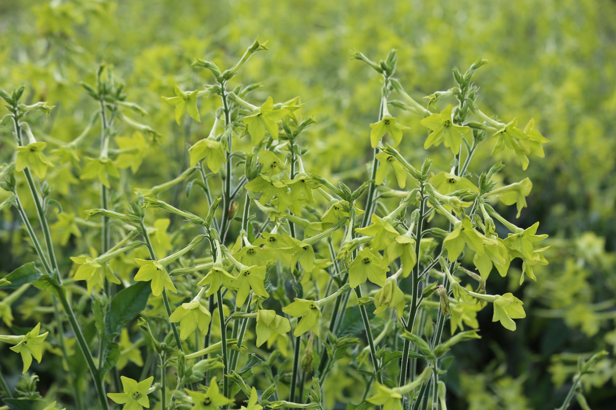 Nicotiana - Mojito