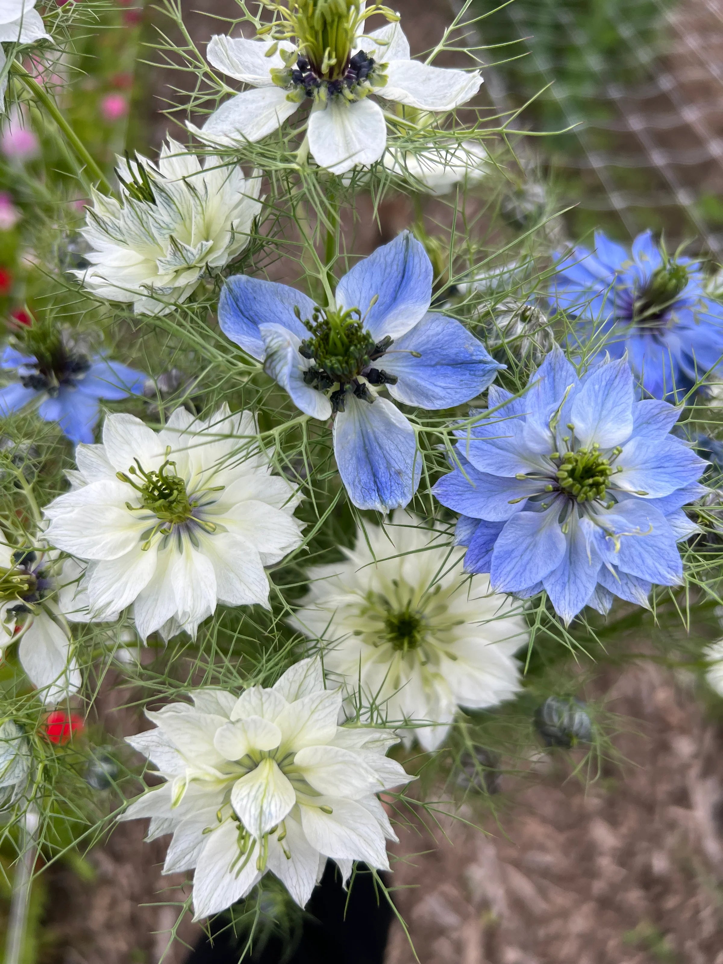 Nigella - Miss Jekyll Mix