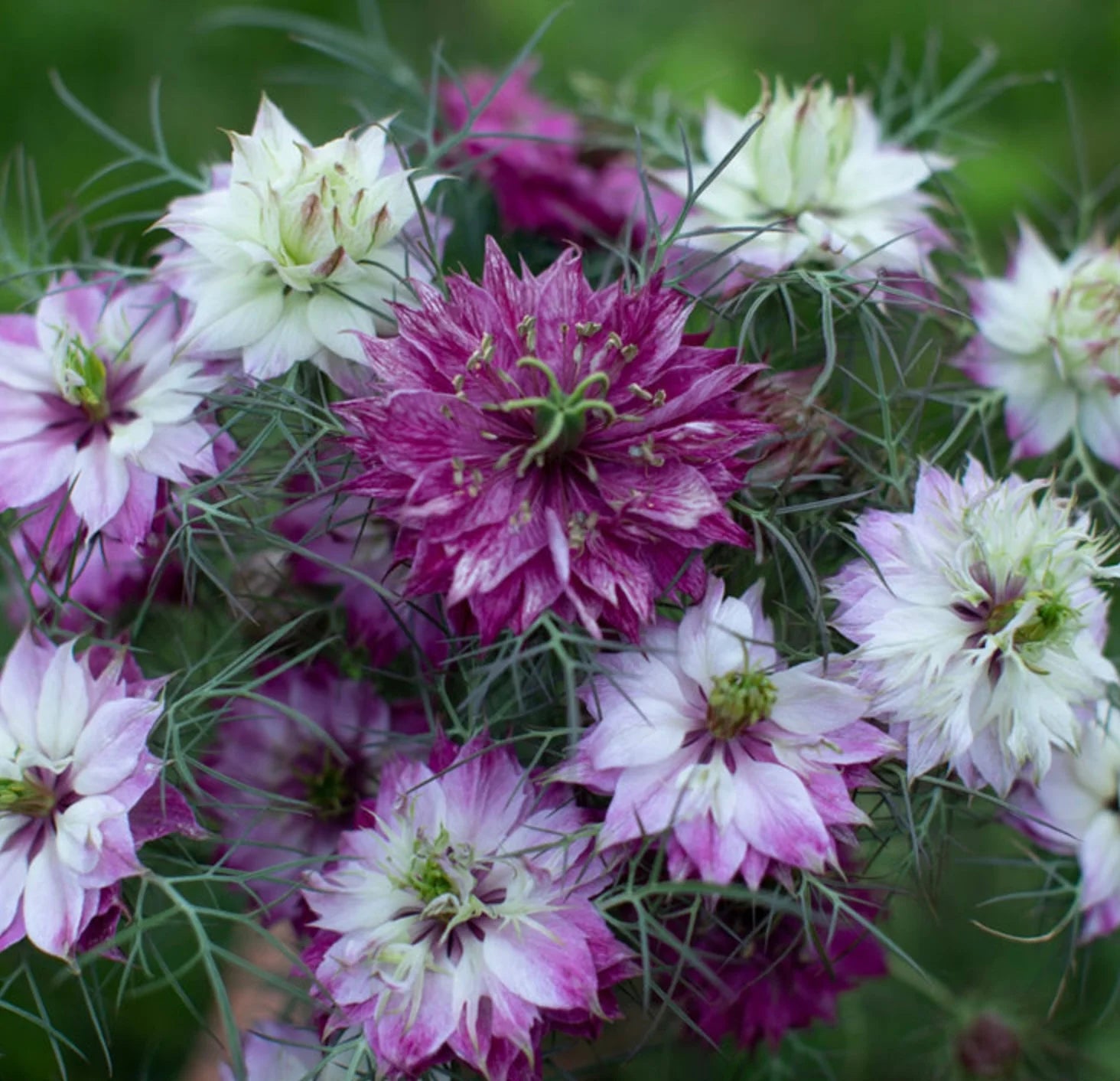 Nigella - Miss Jekyll Rose