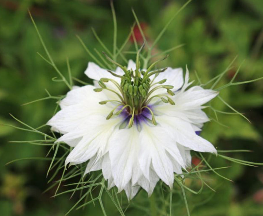 Nigella - Miss Jekyll White