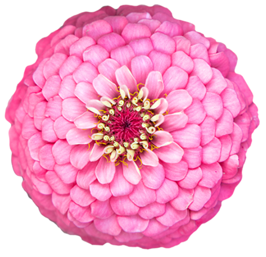 Zinnia - Oklahoma Pink