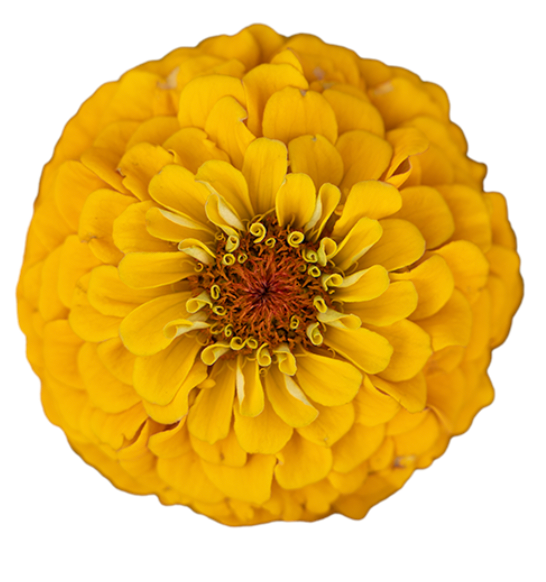 Zinnia - Oklahoma Golden Yellow