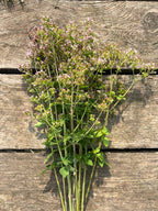 Oregano (Wild)