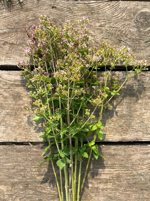 Oregano (Wild)