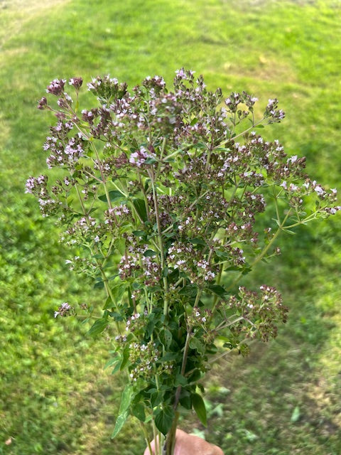 Oregano (Wild)