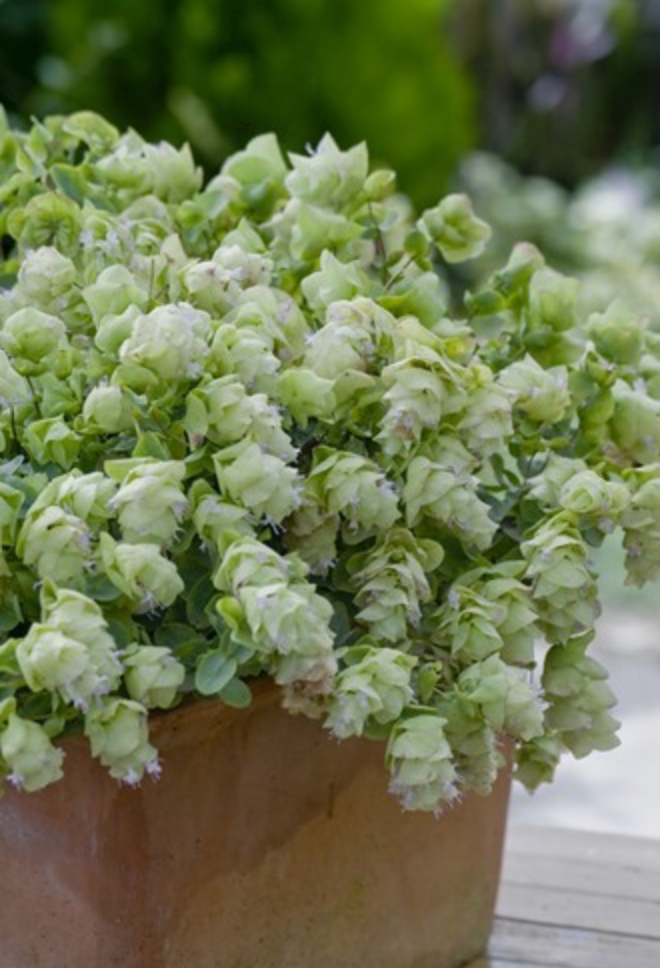 Oregano - Round-Leaved