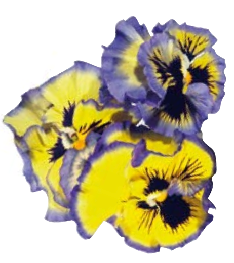 Pansy - Aurora Mix