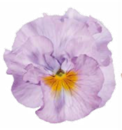 Pansy - Flamenco Soft Light Azure Limonette