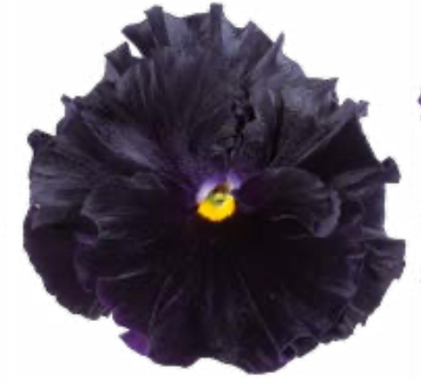 Pansy - Flamenco Black Moon