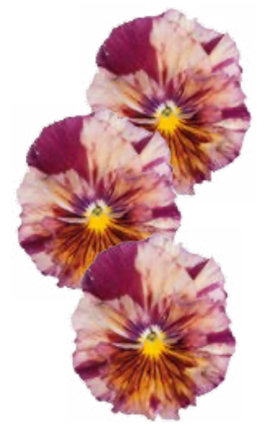 Pansy - Chianti Shades