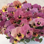 Pansy - Pandora Rose Box