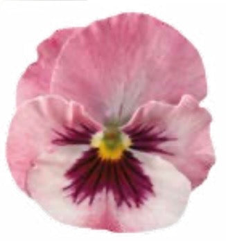 Pansy - Pandora Rose Box