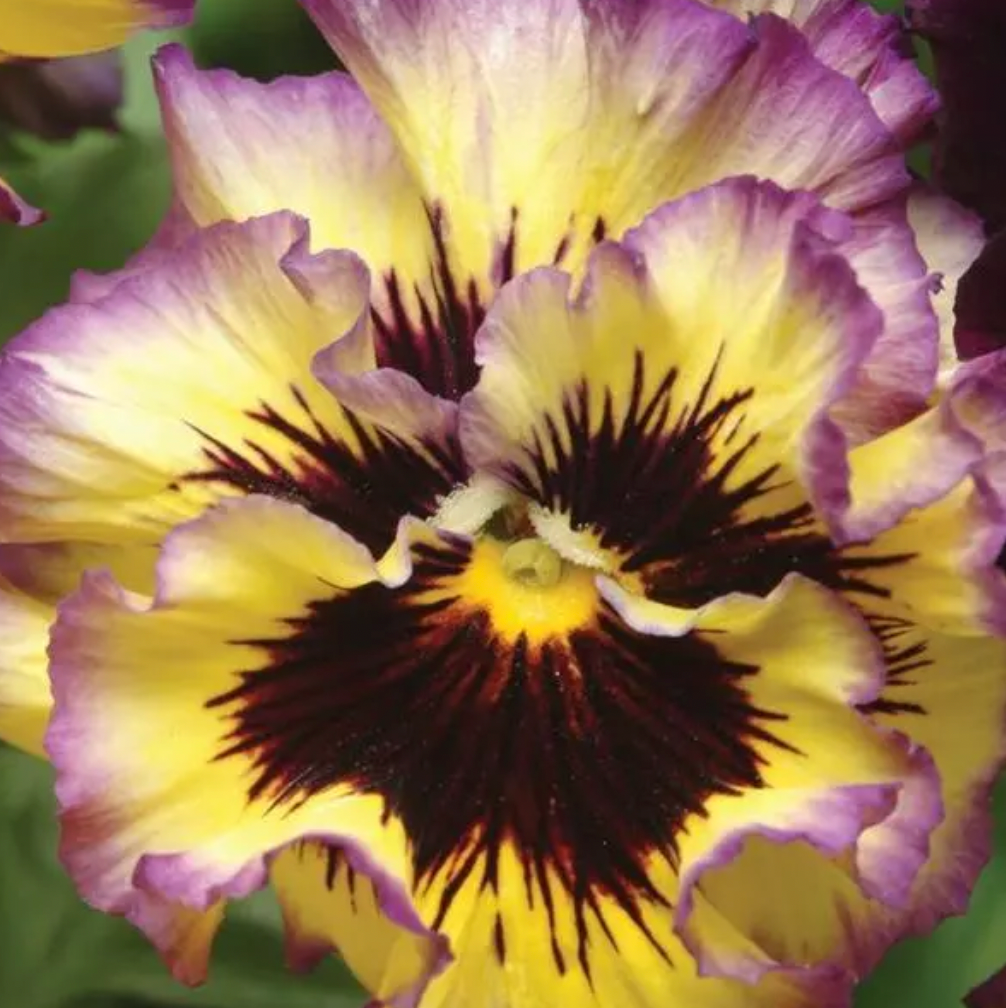 Pansy - Frizzle Sizzle Lemonberry