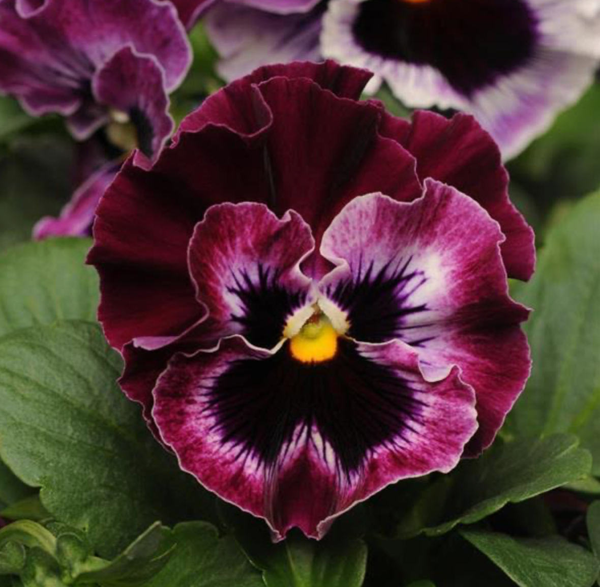 Pansy - Frizzle Sizzle Raspberry