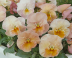 Pansy - Imperial Antique Shades