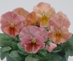 Pansy - Imperial Antique Shades